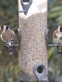 Two goldfinches on the feeder.