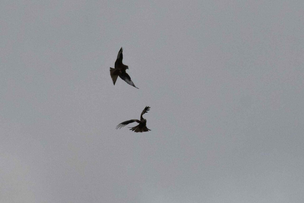 Two red kites interacting in the fields north of the village green.