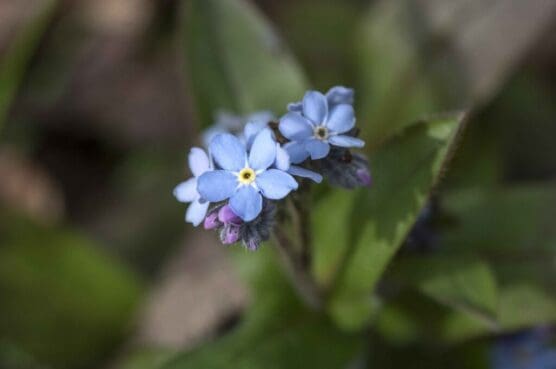 Bright little Wood Forget-me-nots.