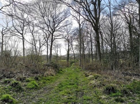 The footpath looking down through Furzefield Copse