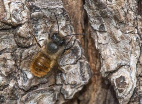  Red Mason Bee at one of our bee hotels.