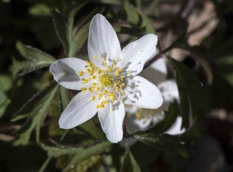 Wood Anemone, an ancient woodland indicator species.