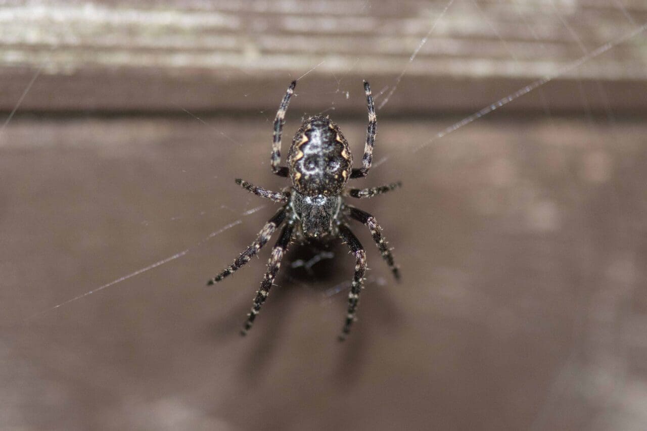 The distinctive Walnut Orb-web Spider on the side of our shed.