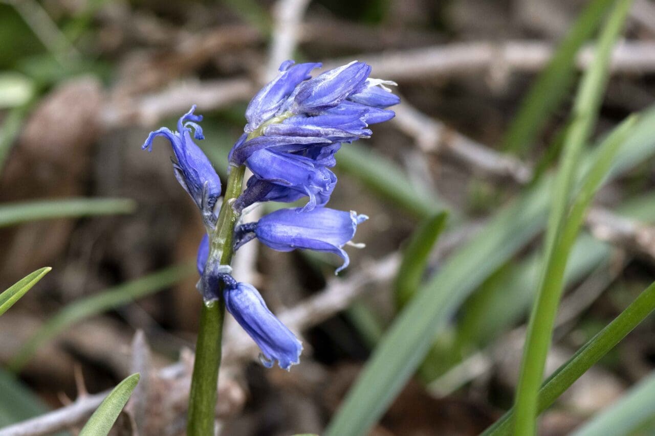 The first Bluebells are just unfurling.