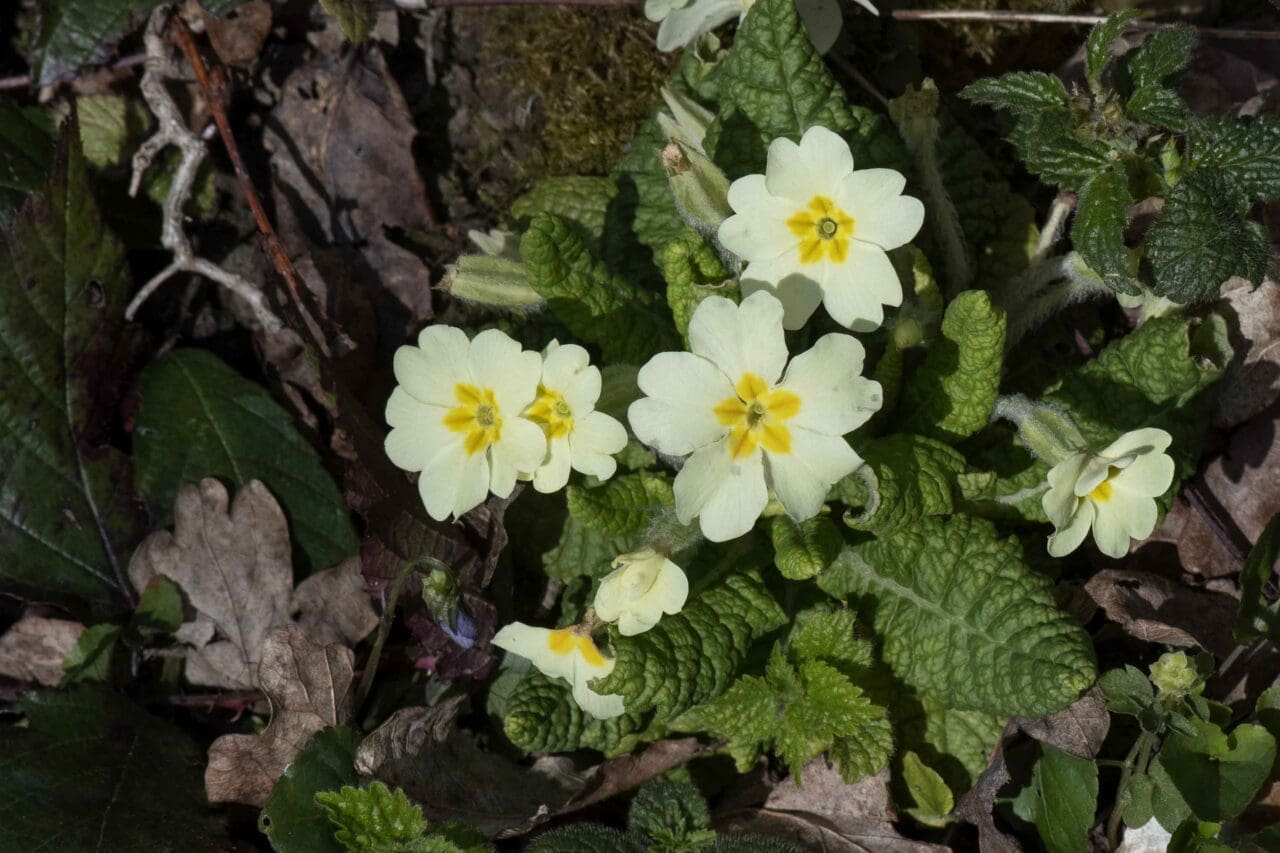Primroses are always a joy to see.