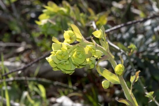 Wood Spurge, one of the better indicators of ancient woodland.