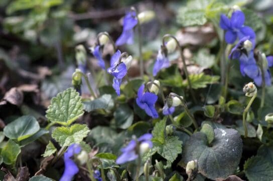 Dog Violets were common alongside the footpath.