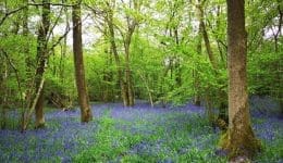 1 IMG_20220429_132302 Bluebell woods EC - Reduced