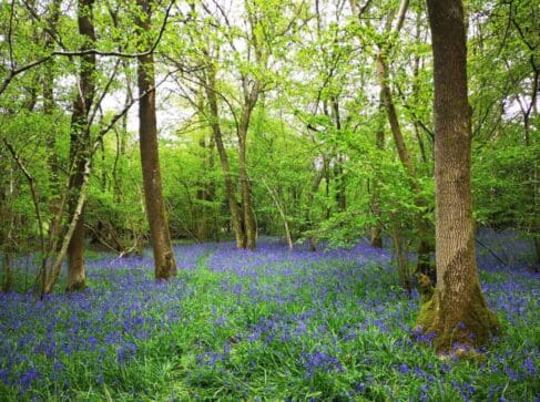Magnificent ancient bluebell woodland in Steep.