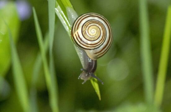 White-lipped snail with its spirally marked shell.