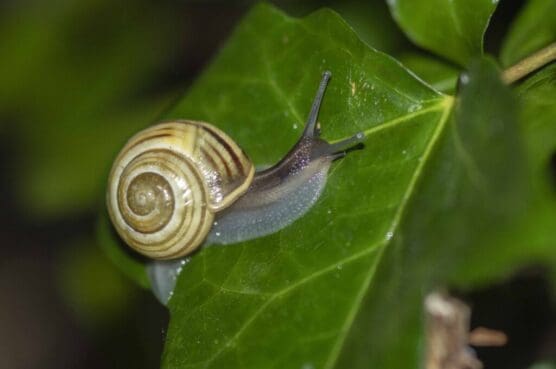 A white-lipped banded snail on a wet evening in our garden.