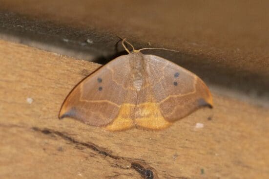 The oak hook-tip moth.