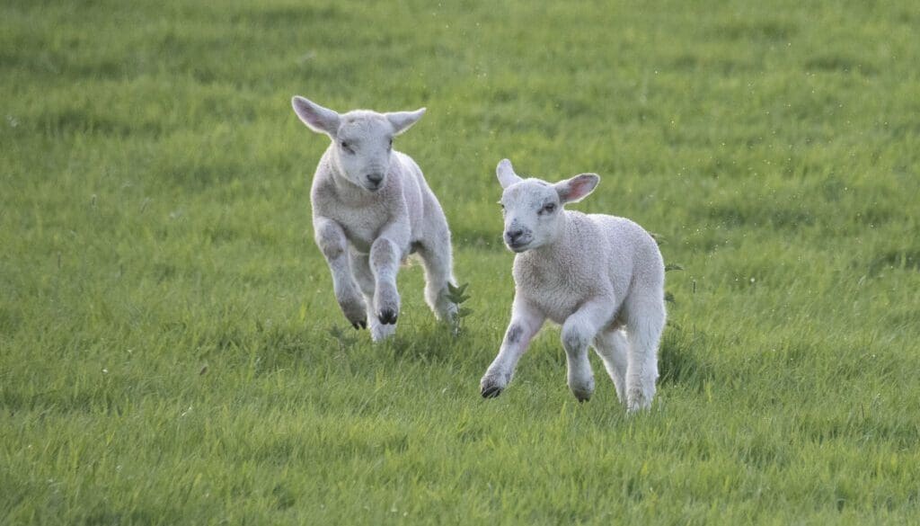 2 DSC_0216 Two lambs gamboling EC Reduced 2 DSC_0216 Two lambs gamboling EC Reduced