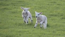 2 DSC_0216 Two lambs gamboling EC Reduced