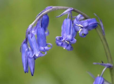 Characteristic arching form of the native bluebell.