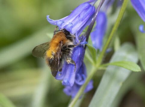 Queen carder bee feeding on bluebells.