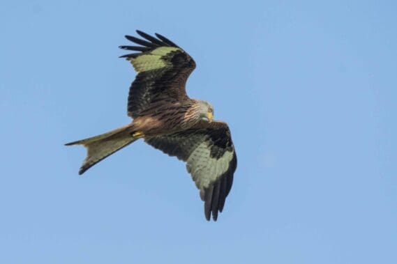 One of many red kites hunting over a silage field being cut off Ridge Common Lane.