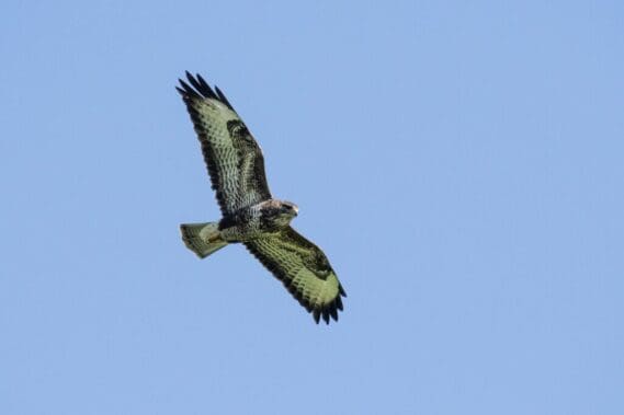 This buzzard was also hunting in the silage field.