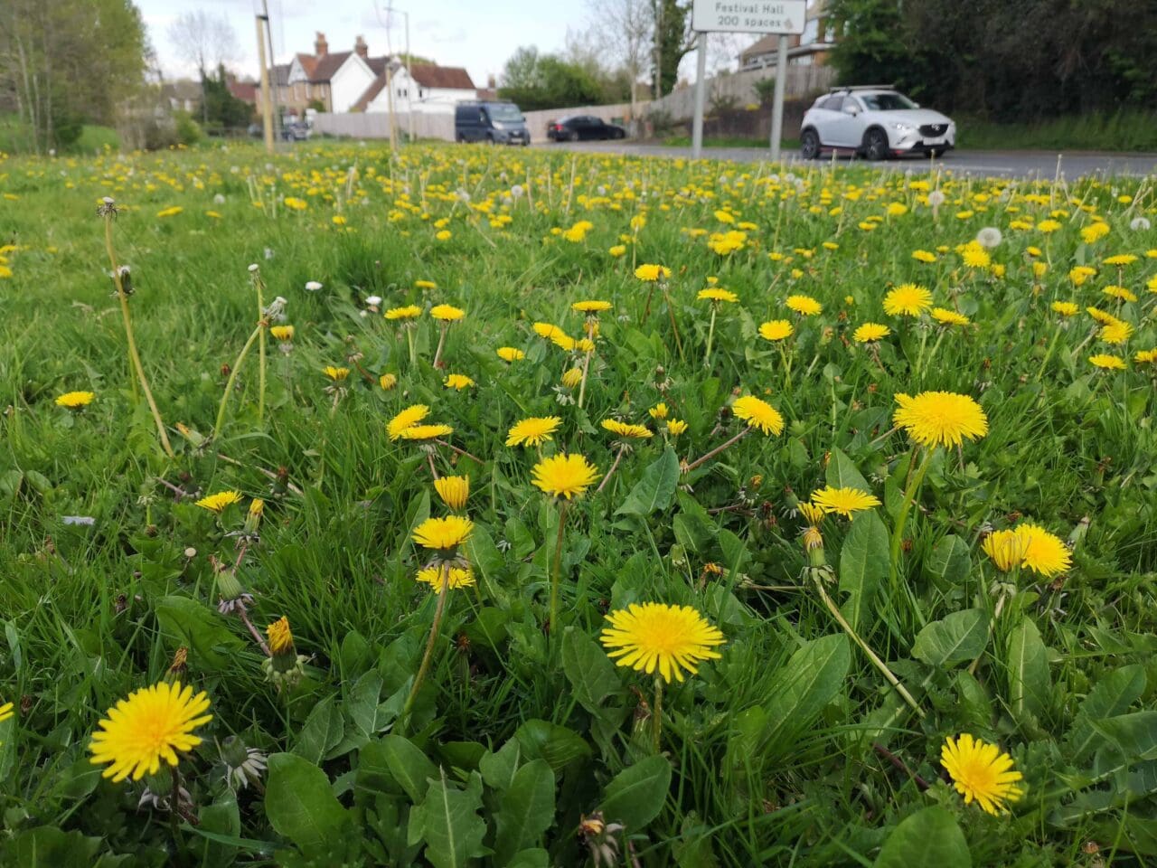 A fine show of dandelions on the approach to Petersfield next to Stoneham Park.