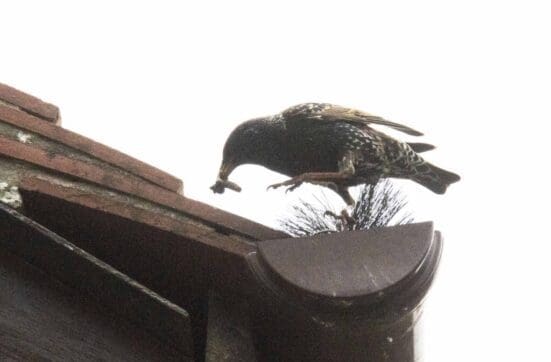 Starling bringing in food to noisy nestlings in our roof.