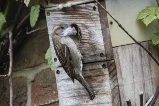Sparrows are occupying our nest box designed for blue tits.