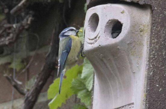 Blue tits are using the nest box one-time used by nuthatches.