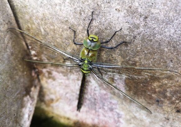 What I think is a newly emerged emperor dragonfly. What I think is a newly emerged emperor dragonfly.