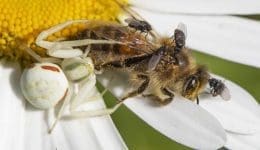 1 DSC_3145 FlwrCrabSpdr with Honey bee and freeloader flies Reduced
