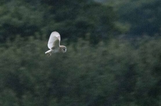 The barn owl that can be regularly seen hunting across fields in the parish. The barn owl that can be regularly seen hunting across fields in the parish.