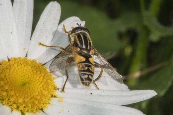 Tiger hoverfly on oxeye.