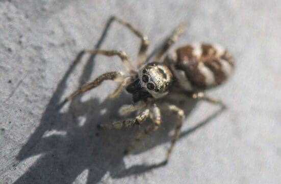 Head on to a zebra jumping spider.