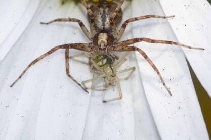 Philodromus running crab spider feeding on a very small Enoplognatha candy-striped spider. Philodromus running crab spider feeding on a very small Enoplognatha candy-striped spider.