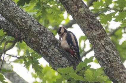 Juvenile great spotted woodpecker in our oak tree.