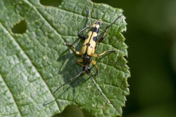 The black and yellow longhorn beetle.