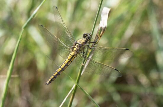 Female black-tailed skimmer dragonfly on the village green.