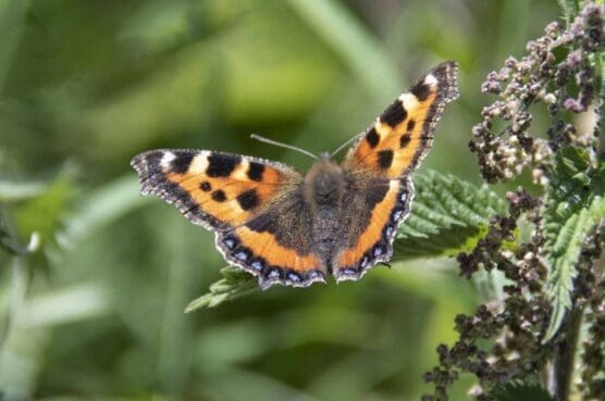 he brilliant small tortoiseshell butterfly. he brilliant small tortoiseshell butterfly.