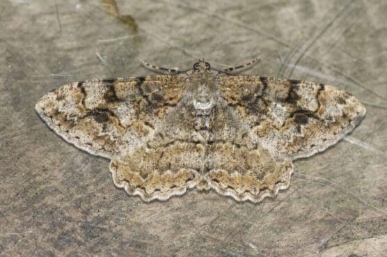Delicately coloured mottled beauty moth.