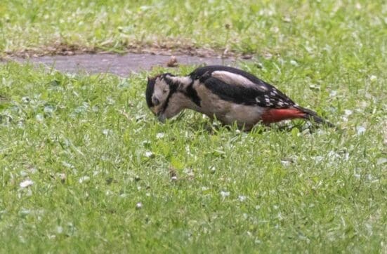 Immature great spotted woodpecker probing deep into our lawn.  Immature great spotted woodpecker probing deep into our lawn.