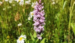 9 IMG_20220527_160346 Spotted orchid