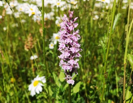 Wildlife Blog by Ron Allen – Jubilee Holiday 03 June 2022