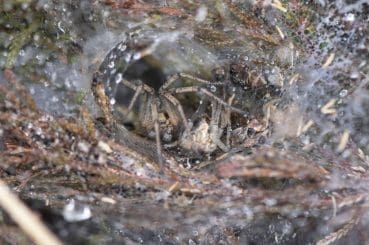 10 DSC_4320 Agelena labyrinthica labyrinth spider Reduced