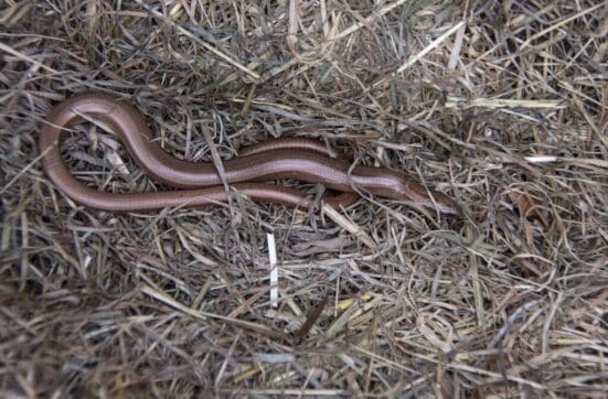  Female slow-worm under another tin.