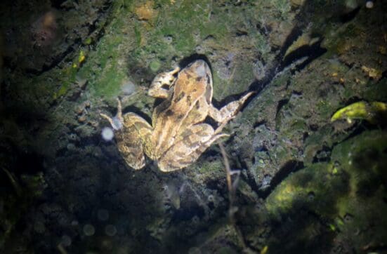 Young frog in our pond.