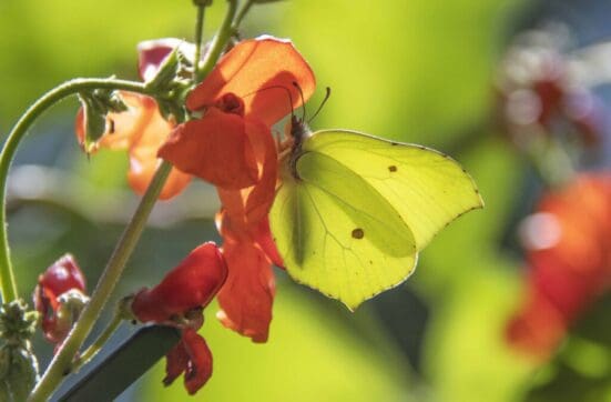 Brimstone butterfly on our runner bean flowers.