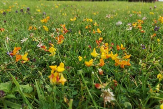 Bird’s-foot Trefoil on colourful lawn at the Seven Stars.