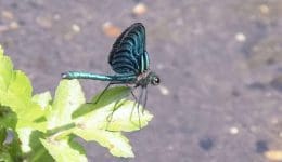 5 DSC_3712 Male iridescent BeautDemoiselle Reduced