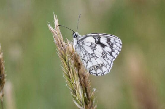 Marbled White butterfly on Petersfield Heath.