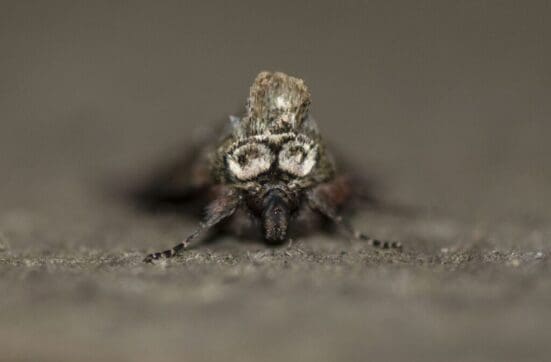 The amazingly well-named spectacle moth.