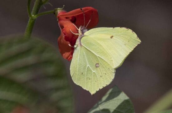 Brimstone butterfly attracted to our runner bean flowers.