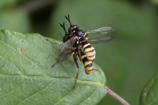 Big-headed fly, the four-banded beegrabber protecting his female against other males.